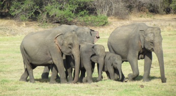 Projektbild von Dem Elefanten auf der Spur