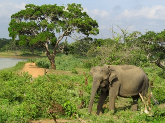 Projektbild von Hilfe für Menschen und Elefanten im Konflikt